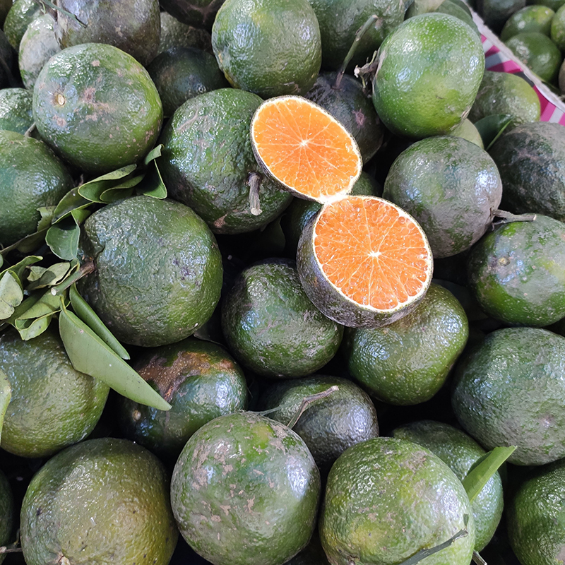 Cam sành trái lớn